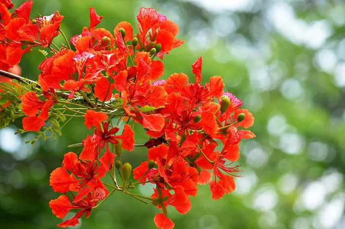 Hình ảnh hoa phượng đẹp nhất