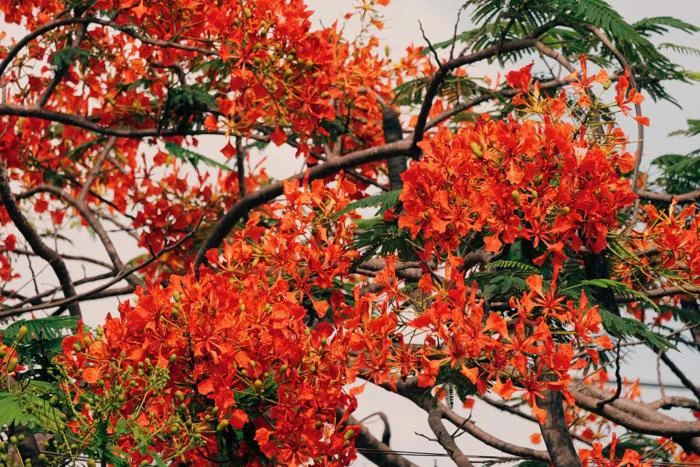 Rủ nhau chụp hình với những cây hoa phượng đỏ rực