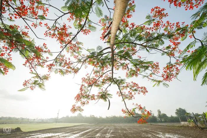 Mê mệt với những bộ ảnh hoa phượng đỏ rực tuyệt đẹp và thơ mộng