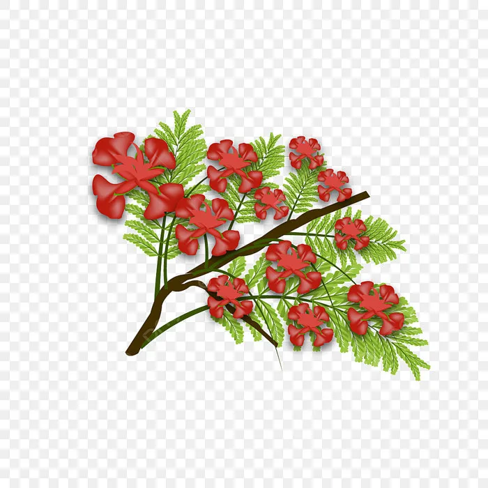 Hình ảnh Hoa Phượng PNG, Vector, PSD, và biểu tượng để tải về miễn phí |  pngtree