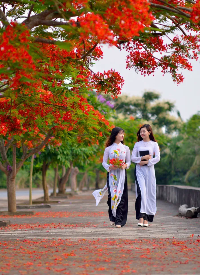 Hình ảnh hoa phượng đẹp