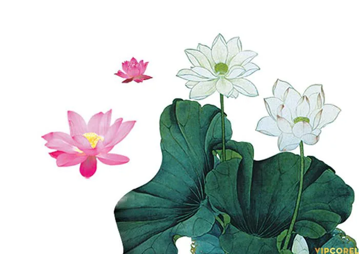Tổng hợp hình ảnh Hoa Sen tách nền file PNG | VIPcorel.com - Thư viện mẫu  thiết kế đồ họa CorelDRAW (CDR).