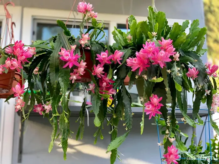 Hoa quỳnh: Đặc điểm, ý nghĩa và hình ảnh hoa quỳnh đẹp