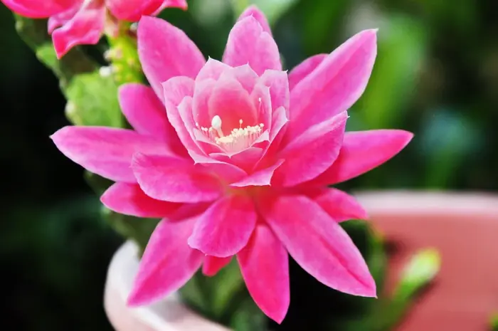 Hoa quỳnh: Đặc điểm, ý nghĩa và hình ảnh hoa quỳnh đẹp