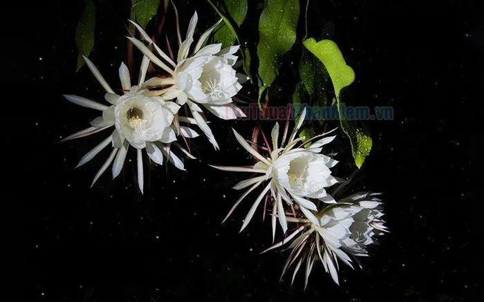 Hình ảnh hoa Quỳnh trên nền đen hiện lên như một kiệt tác nghệ thuật, đẹp  đến nao lòng.