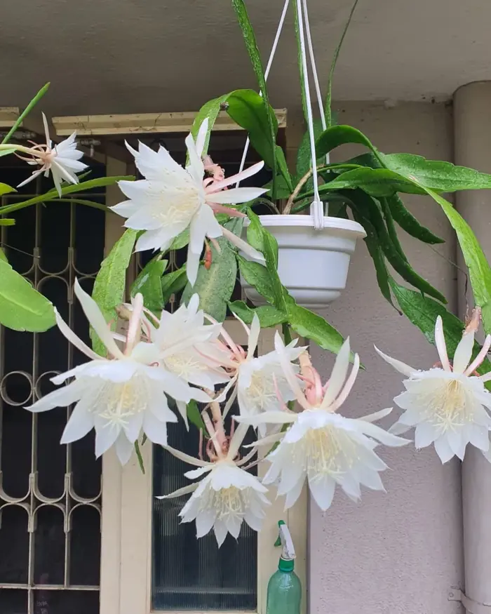 Hoa quỳnh: Đặc điểm, ý nghĩa và hình ảnh hoa quỳnh đẹp