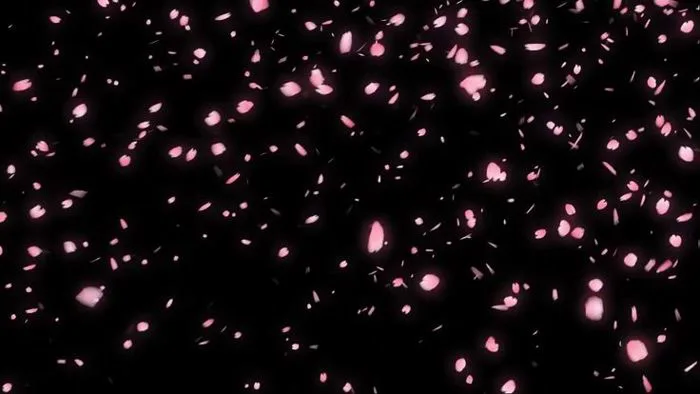 Hiệu ứng hoa anh đào rơi cực đẹp làm nền video