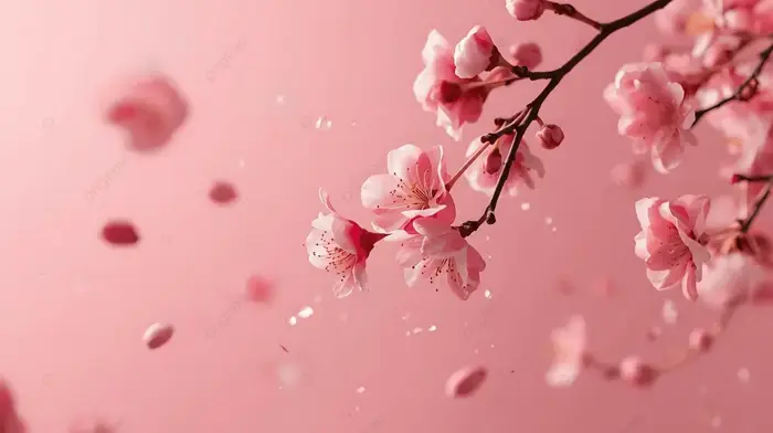 Hình nền Nền Hoa Anh đào Nở Rộ Trên Nền Màu Hồng Nhạt Với Những Cánh Hoa Rơi  Tượng Trưng Cho Vẻ đẹp Duyên Dáng Và Sự Xuất Hiện Của Mùa Xuân,