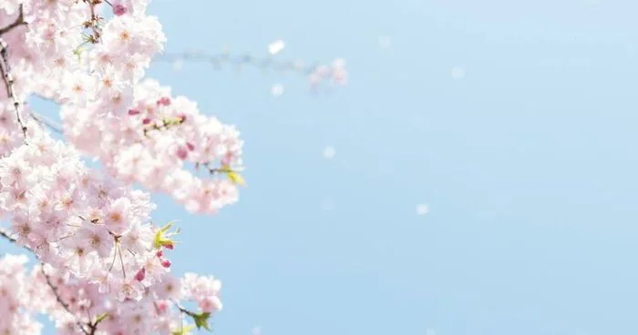Hoa anh đào rơi giữa bầu trời xanh