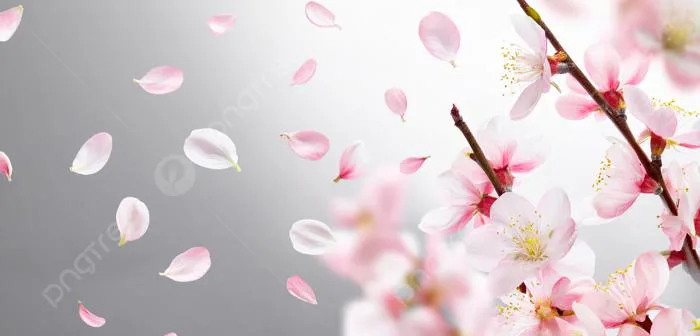 Cánh Hoa Rơi Giữa Trời Ảnh Và Hình ảnh Để Tải Về Miễn Phí - Pngtree