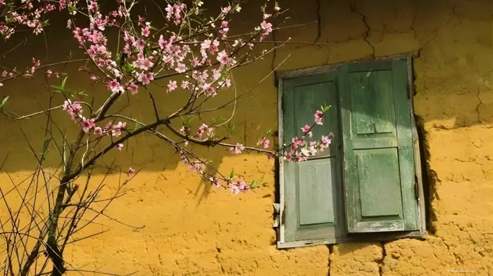 Mê mẩn hình nền hoa anh đào rơi đẹp cho màn hình thêm lãng mạn