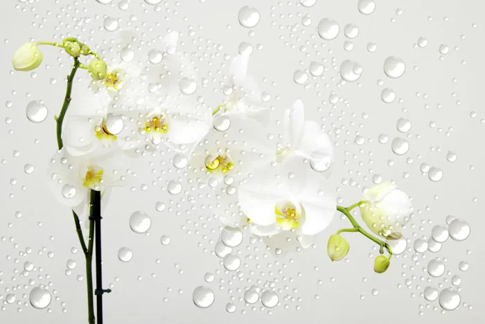 hình ảnh : nghệ thuật, thực vật, màu vàng, Thực vật học, Nước, Camomile,  Mùa xuân, Cánh hoa, Hoa dại, hình nền, Pedicel, rơi vãi, chi nhánh, Thân  cây, thực vật có