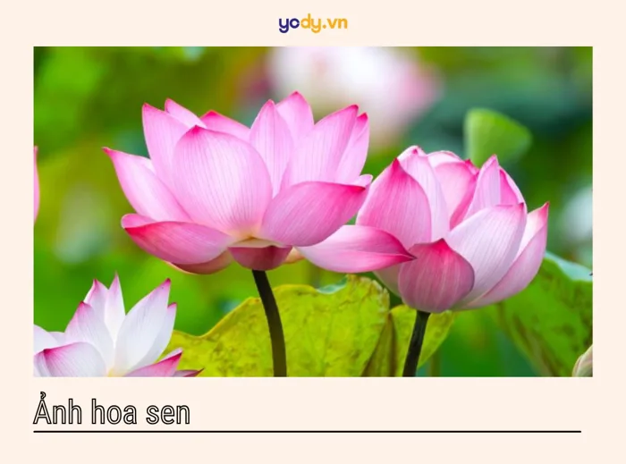 Tuyển tập 88+ hình ảnh hoa sen đẹp, trang nhã, FULL HD | Yody