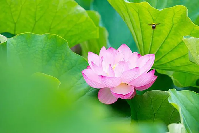Top 1000+ hình nền hoa sen đẹp ngỡ ngàng, huyền ảo nhất 2026