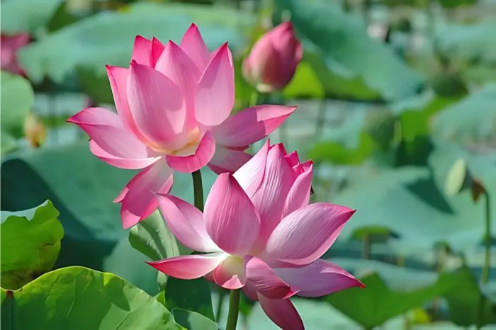Hình ảnh hoa sen đẹp nhất: Ý Nghĩa & BST ảnh chất lượng cao