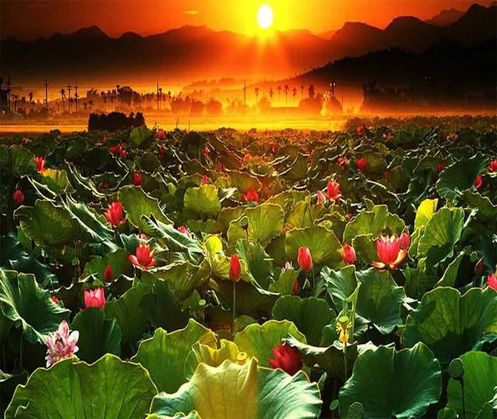 Top 299+ hình nền hoa sen trắng, hồng đẹp, rõ nét Full HD
