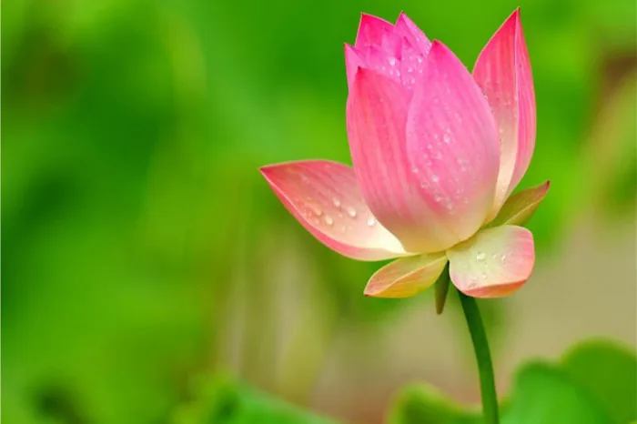 Hình ảnh hoa sen đẹp nhất: Ý Nghĩa & BST ảnh chất lượng cao Hình ảnh hoa sen đẹp nhất: Ý Nghĩa & BST ảnh chất lượng cao