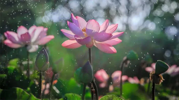 Bộ sưu tập ảnh hoa sen đẹp làm hình nền chất lượng cao Bộ sưu tập ảnh hoa sen đẹp làm hình nền chất lượng cao