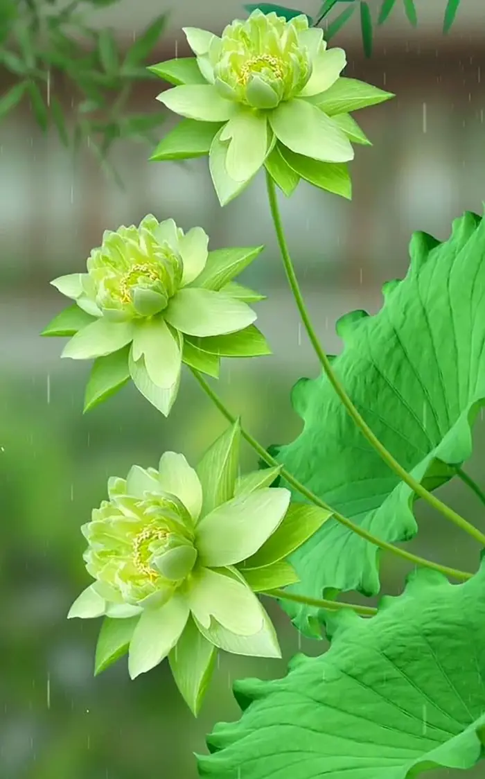Bộ sưu tập hình nền hoa sen full hd siêu nét tuyệt đẹp Bộ sưu tập hình nền hoa sen full hd siêu nét tuyệt đẹp
