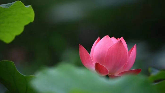 Những hình nền hoa Sen đẹp nhất, tinh tế và đầy cảm hứng Những hình nền hoa Sen đẹp nhất, tinh tế và đầy cảm hứng