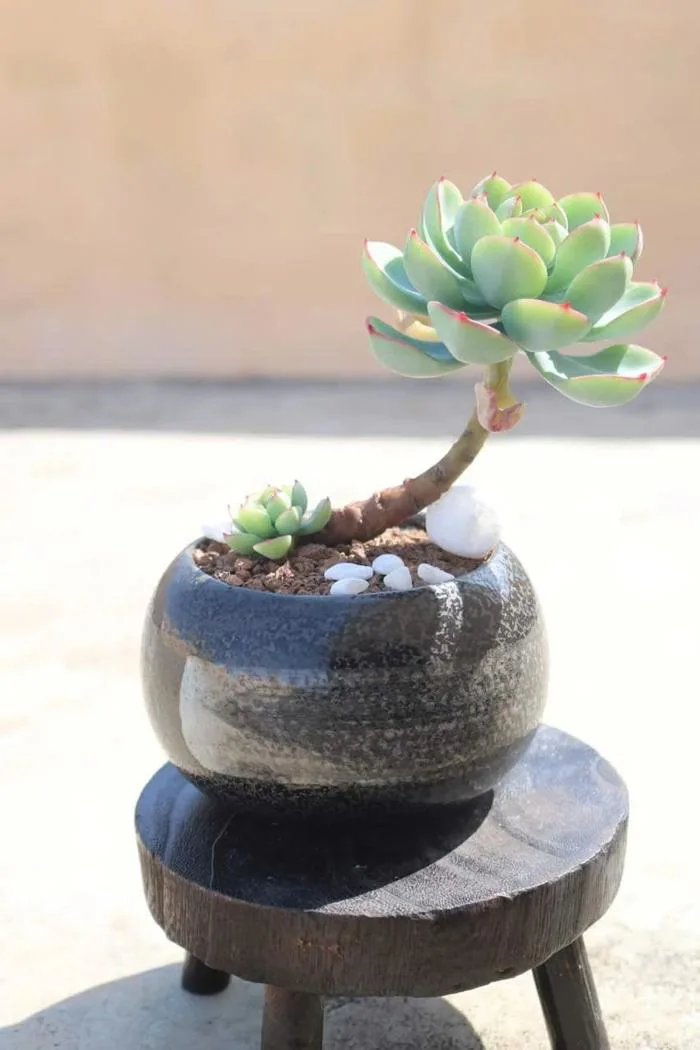 Độc đáo những cây sen đá không cần chăm sóc vẫn 'sống' được 5 - 10 năm Độc đáo những cây sen đá không cần chăm sóc vẫn 'sống' được 5 - 10 năm