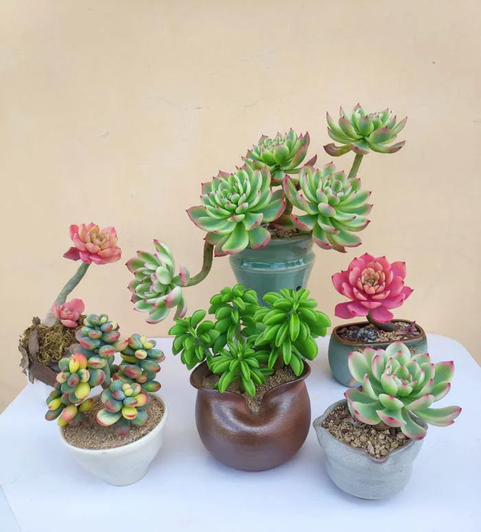 Độc đáo những cây sen đá không cần chăm sóc vẫn 'sống' được 5 - 10 năm Độc đáo những cây sen đá không cần chăm sóc vẫn 'sống' được 5 - 10 năm