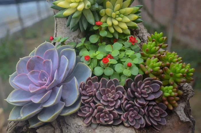 Sen đá là cây gì và những hình ảnh đẹp nhất Sen đá là cây gì và những hình ảnh đẹp nhất