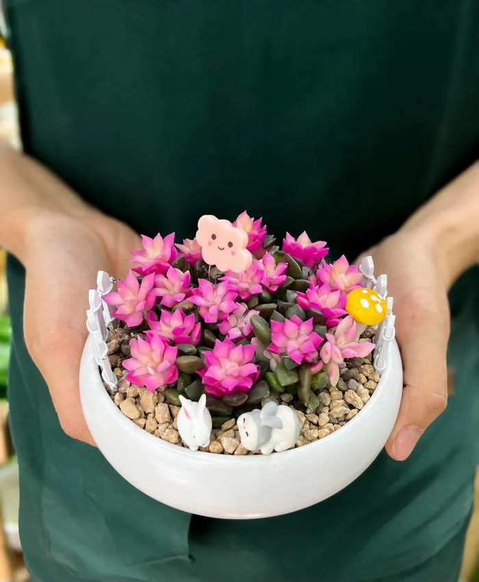 Sen Đá Hồng Sao - Vẻ Ngọt Ngào Như Ánh Nắng Trong Trẻo - Là Cây Concept Sen Đá Hồng Sao - Vẻ Ngọt Ngào Như Ánh Nắng Trong Trẻo - Là Cây Concept