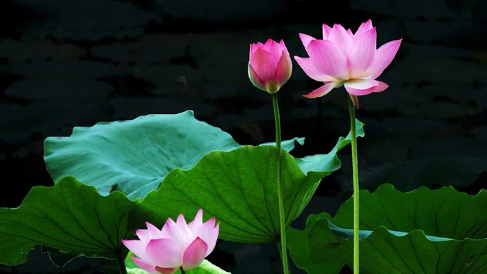 Những hình nền hoa Sen đẹp nhất, tinh tế và đầy cảm hứng Những hình nền hoa Sen đẹp nhất, tinh tế và đầy cảm hứng