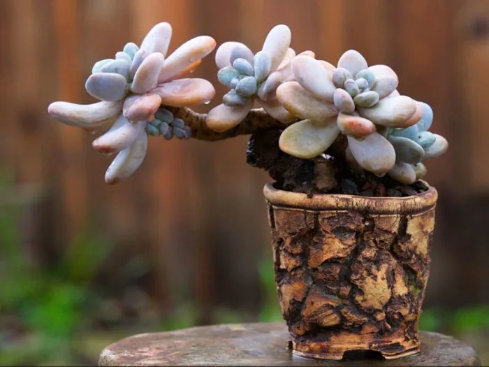 Giới thiệu sen đá sỏi hồng và cách nhân giống chúng đơn giản cho sân vườn Giới thiệu sen đá sỏi hồng và cách nhân giống chúng đơn giản cho sân vườn