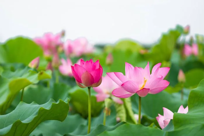 Những hình nền hoa Sen đẹp nhất, tinh tế và đầy cảm hứng