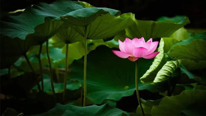 Top 299+ hình nền hoa sen trắng, hồng đẹp, rõ nét Full HD