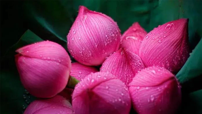 Bộ sưu tập ảnh hoa sen đẹp làm hình nền chất lượng cao