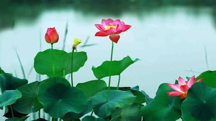 101+ hình nền hoa Sen 4K đẹp cho điện thoại, máy tính