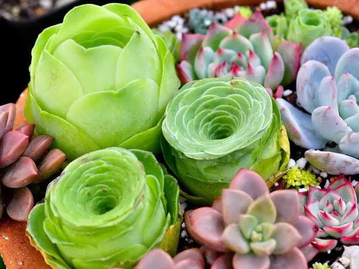 Bộ sưu tập hình ảnh hoa Sen Đá - Những hình ảnh đẹp nhất về hoa Sen Đá