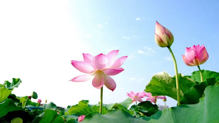 Những hình nền hoa Sen đẹp nhất, tinh tế và đầy cảm hứng