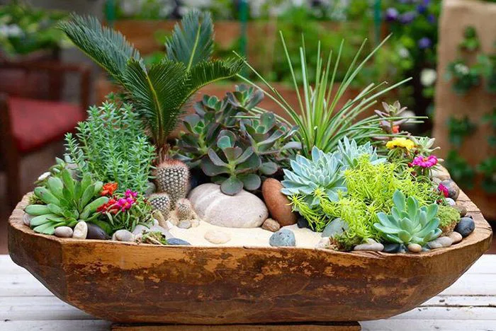 Bộ sưu tập hình ảnh hoa Sen Đá - Những hình ảnh đẹp nhất về hoa Sen Đá