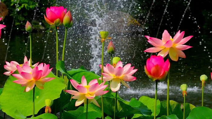 Những hình nền hoa Sen đẹp nhất, tinh tế và đầy cảm hứng