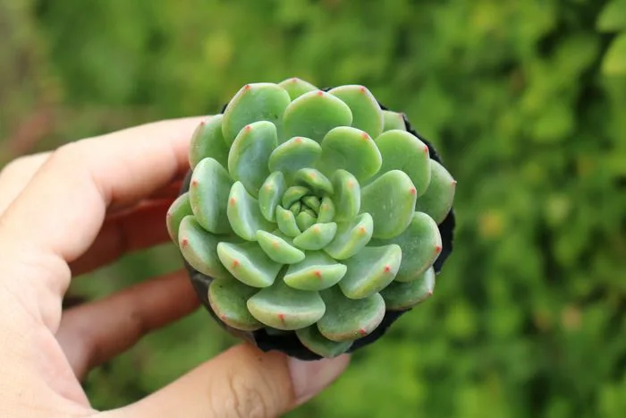 Bộ sưu tập hình ảnh hoa Sen Đá - Những hình ảnh đẹp nhất về hoa Sen Đá