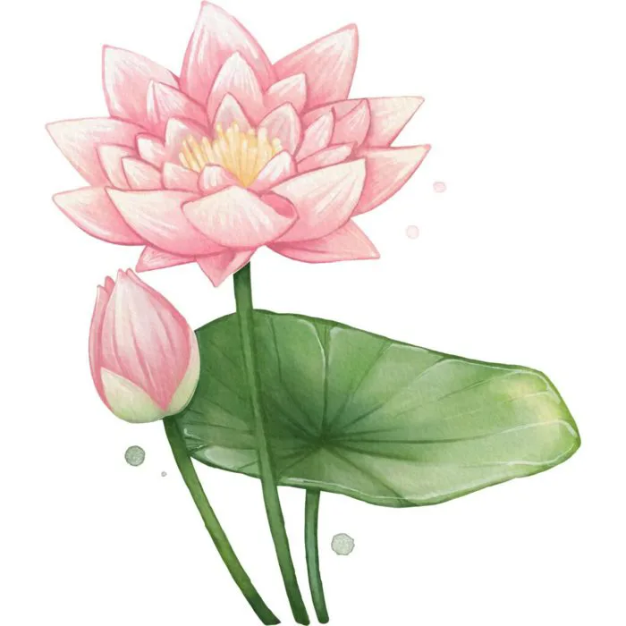 Tải hình hoa sen miễn phí Tải hình hoa sen miễn phí