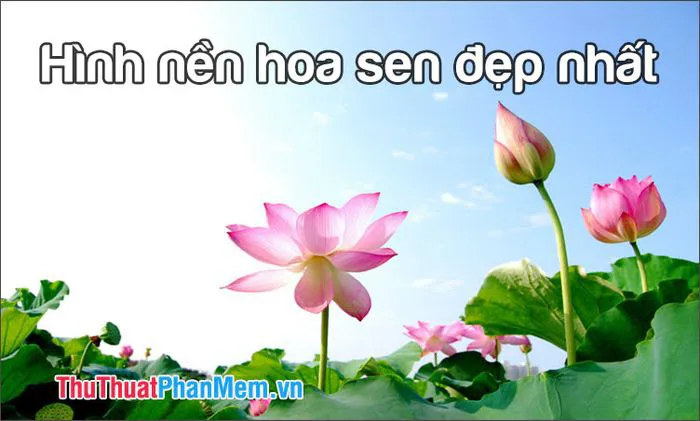 Những hình nền hoa Sen đẹp nhất, tinh tế và đầy cảm hứng Những hình nền hoa Sen đẹp nhất, tinh tế và đầy cảm hứng