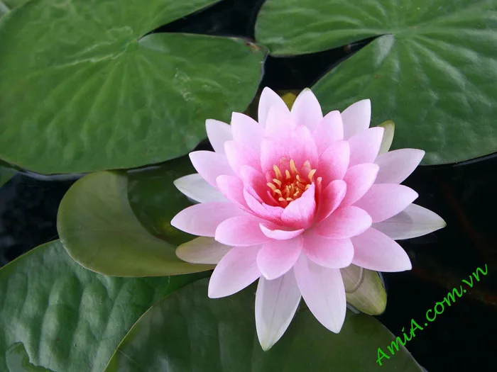 Hình ảnh hoa sen hồng chất lượng cao | Hình ảnh hoa sen hồng… | Flickr Hình ảnh hoa sen hồng chất lượng cao | Hình ảnh hoa sen hồng… | Flickr