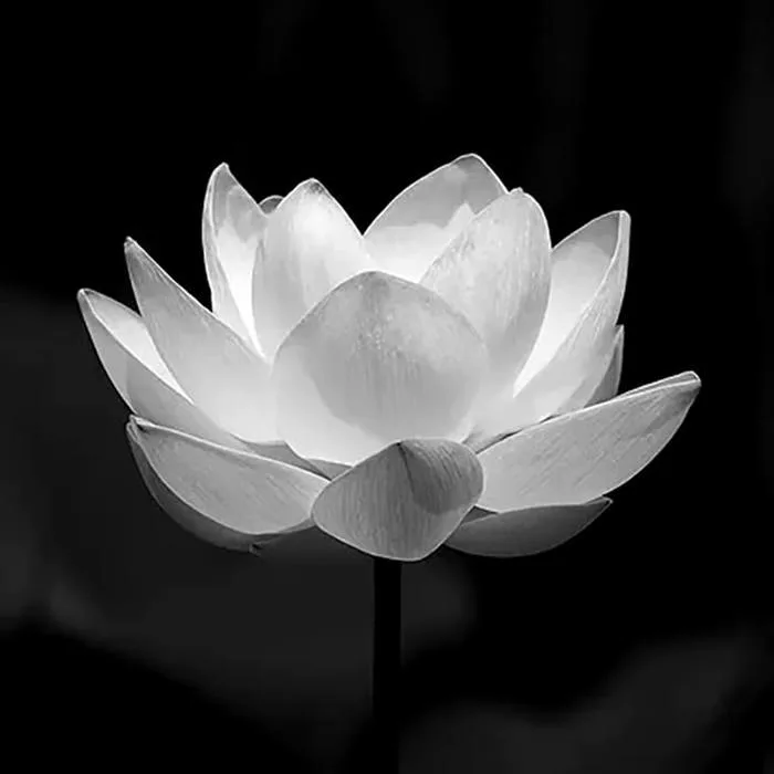 hinh-nen-hoa-sen-trang-1