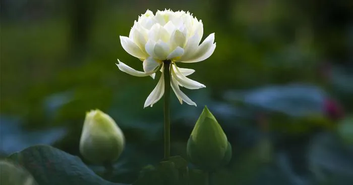 150+ Ảnh Hoa Sen Trắng Đẹp & Ý Nghĩa: Tinh Khôi, Buồn & Avatar Tang Lễ