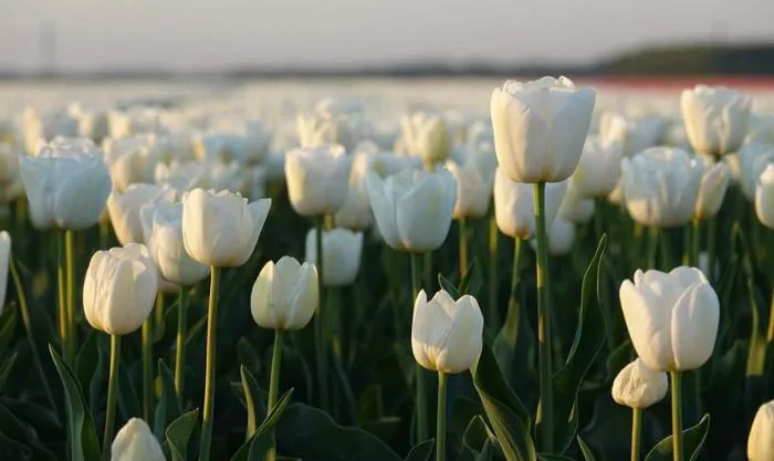 Hình nền hoa Tulip full HD, 4K tải cho điện thoại, PC