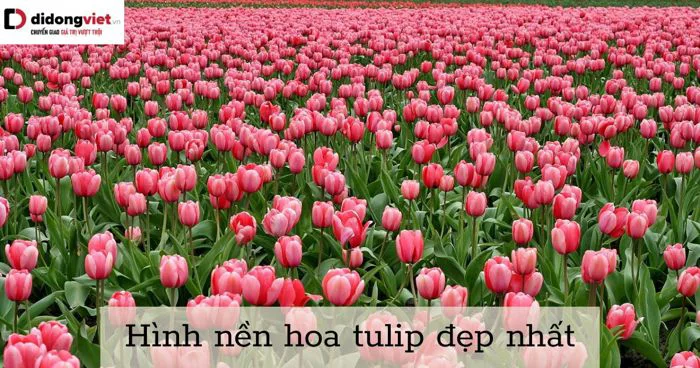 101+ hình nền hoa Tulip chill và đẹp cho điện thoại, PC