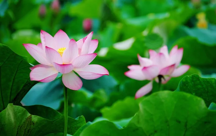 Tải Bộ Hình Nền Hoa đẹp, Siêu Nét Cho Máy Tính - MTrend