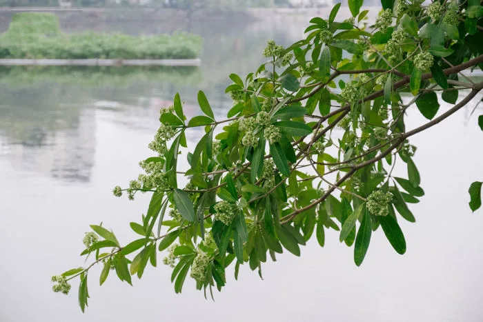 Hình ảnh hoa sữa đẹp
