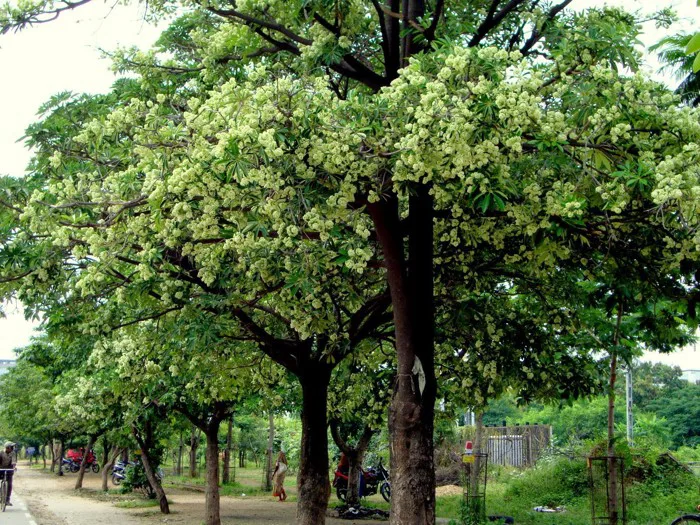 Hoa sữa - thông tin chi tiết, báo giá, quy cách câyCây hoa sữa -  vingarden.vn