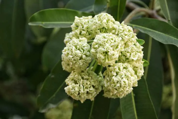 Hình ảnh hoa sữa đẹp